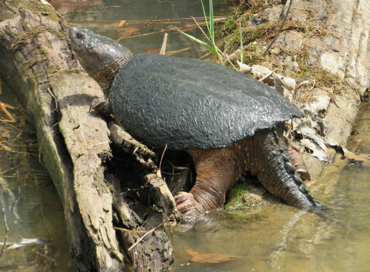 Common Snapping Turtle